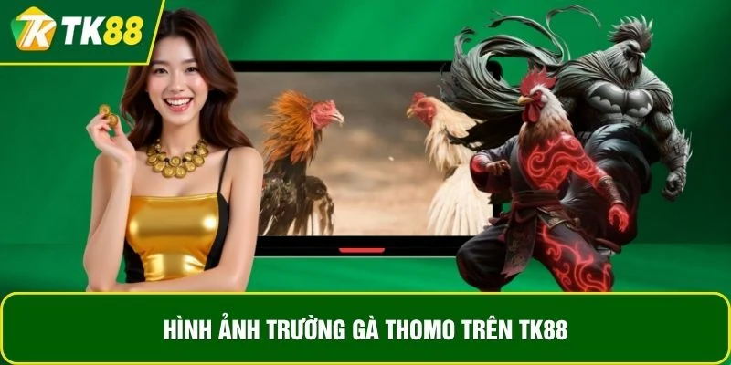 Hình ảnh trường gà Thomo trên TK88 Hình ảnh trường gà Thomo trên TK88