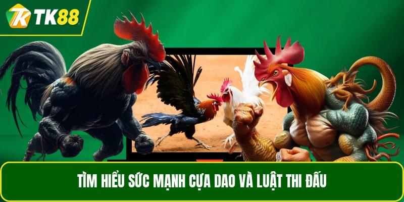 Tìm hiểu sức mạnh cựa dao và luật thi đấu